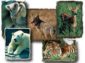 Wild Animals Screenshot
